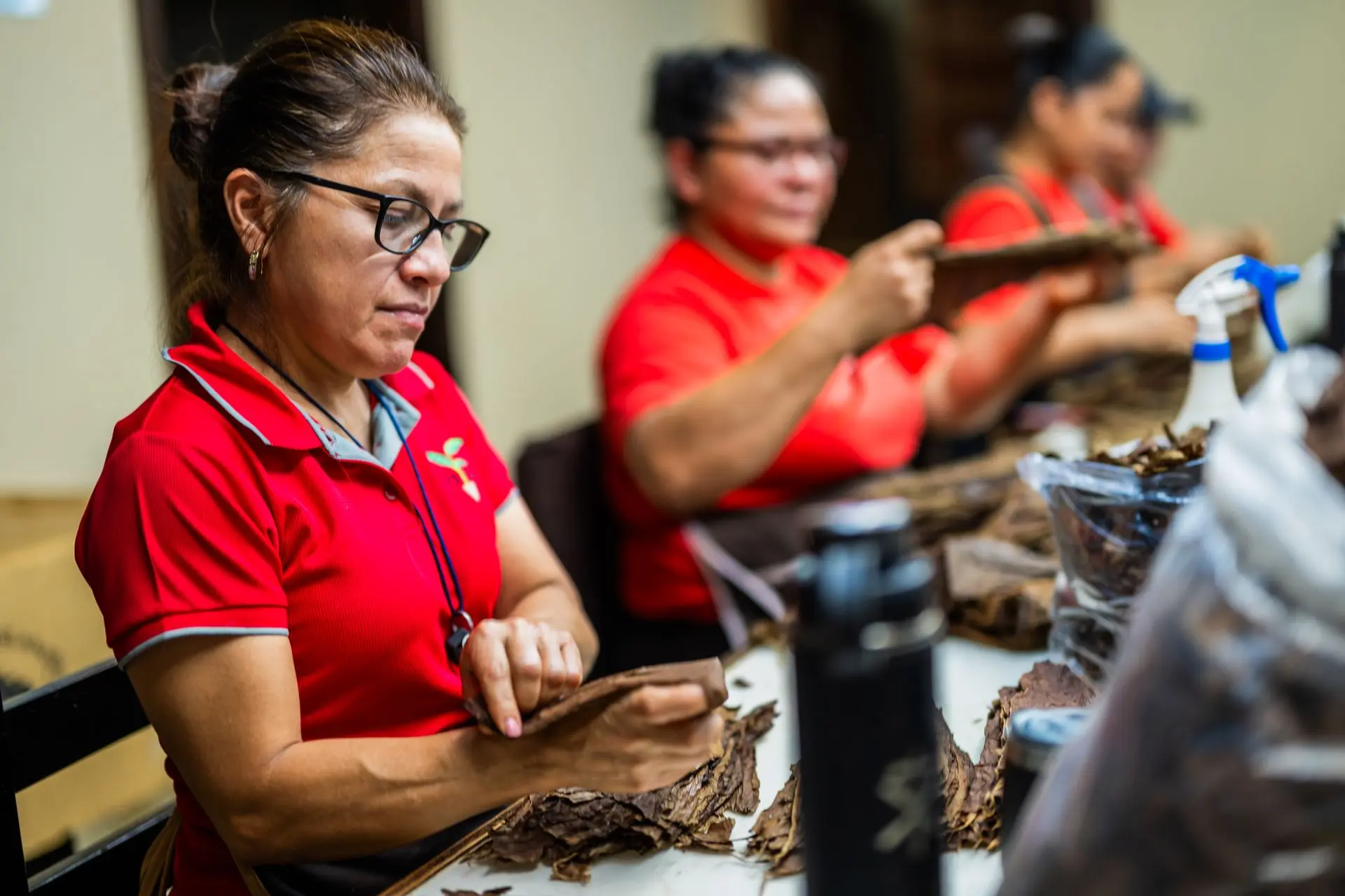 Cigar rollers hand-rolling cigars during production in the factory