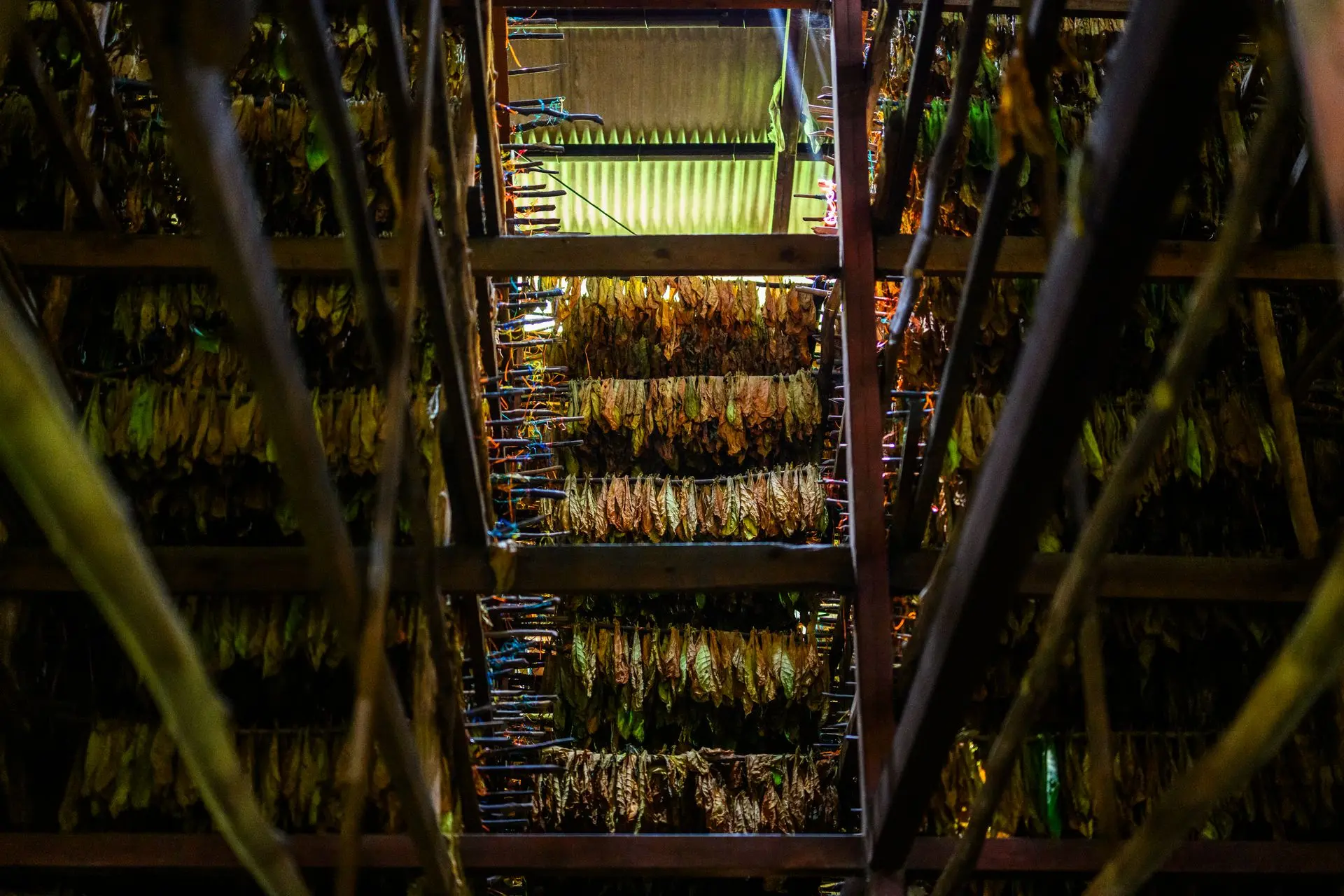 Tobacco leaves hanging high in a curing barn drying room — Cigar Circus craftsmanship