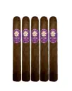 Room 101 17th Anniversary Toro