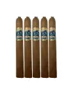 Foundation | Charter Oak Especiales Shade - Pegnataro